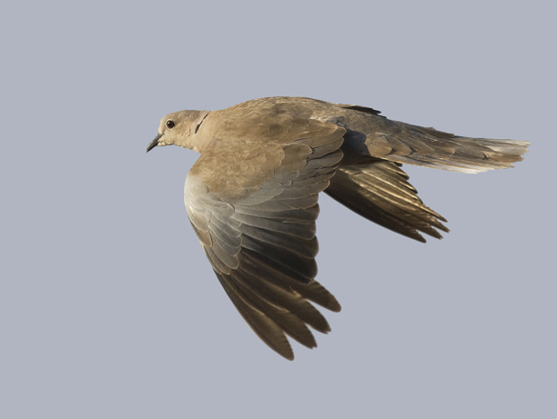 Turkinkyyhky, Eurasian Collared Dove, Streptopelia decaocto